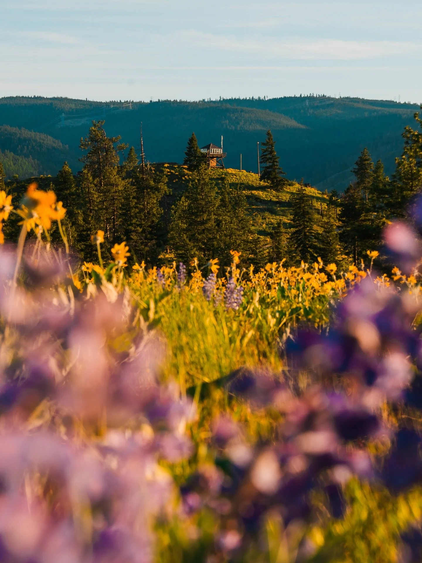 The BEST wildflower hikes near Leavenworth ⤵️

Wildflower hiking season is only a little over a month away!  🌼 Looking for fields of golden balsamroot and purple lupine this spring? The trails around the Leavenworth area have some of the most STUNNI