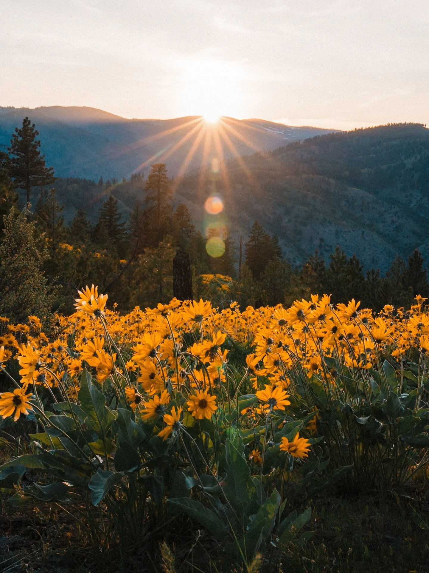 It&rsquo;s almost time 🌼

We just made it to the Leavenworth/Wenatchee area (a favorite of mine), and it has me feeling so ready for wildflower season!

🥾 A friend just saw a couple bamsamroot flowers on a hike yesterday, so it&rsquo;s giving me ho