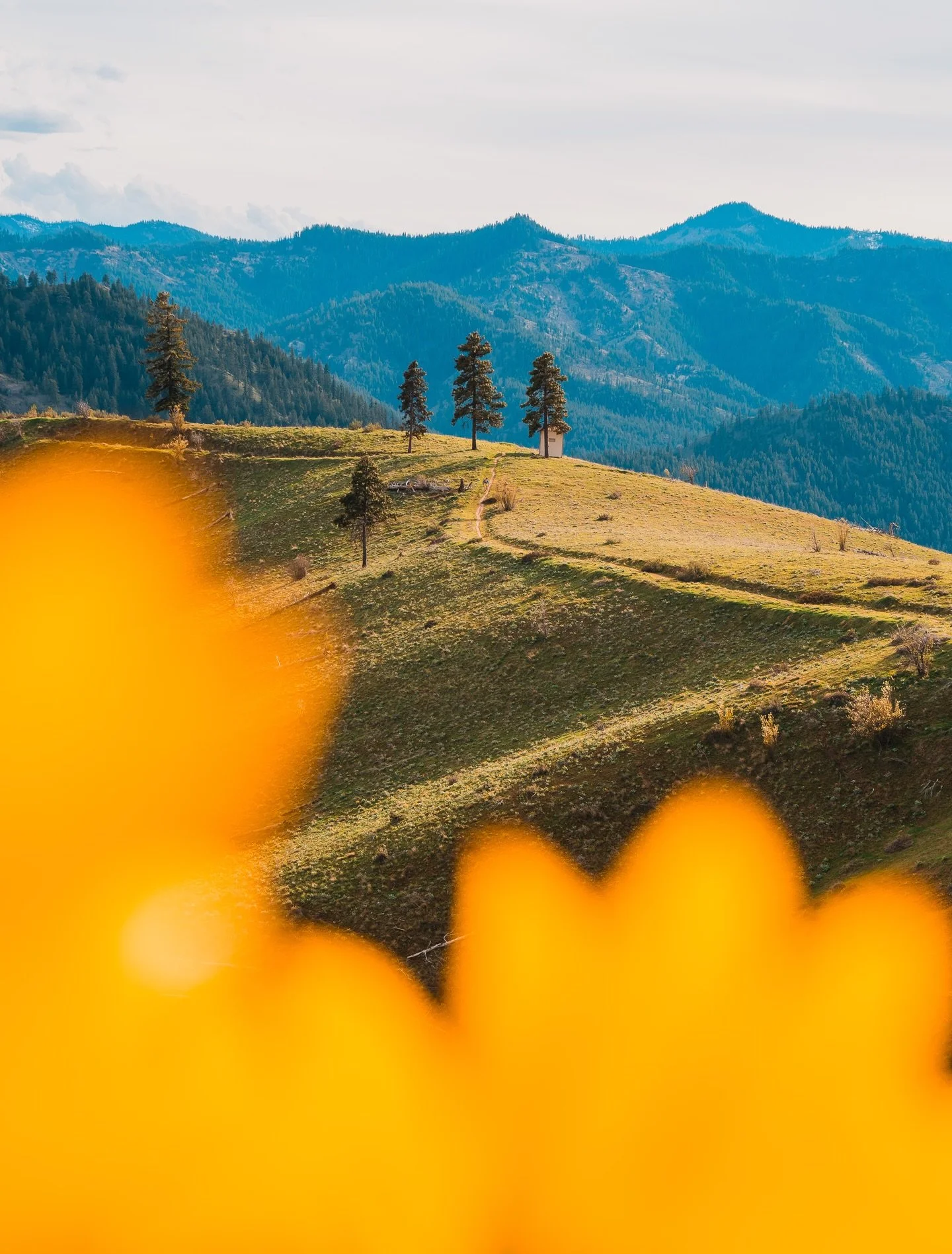 Current conditions at Olalla Canyon Ridge 🌼

As of 4/7/26 - balsamroot lower down and on the lower ridge closer to Peshastin Pinnacles, but not at the crest. 

⛰️ We hiked up to Olalla ridge this week to check out the bloom conditions and it there a