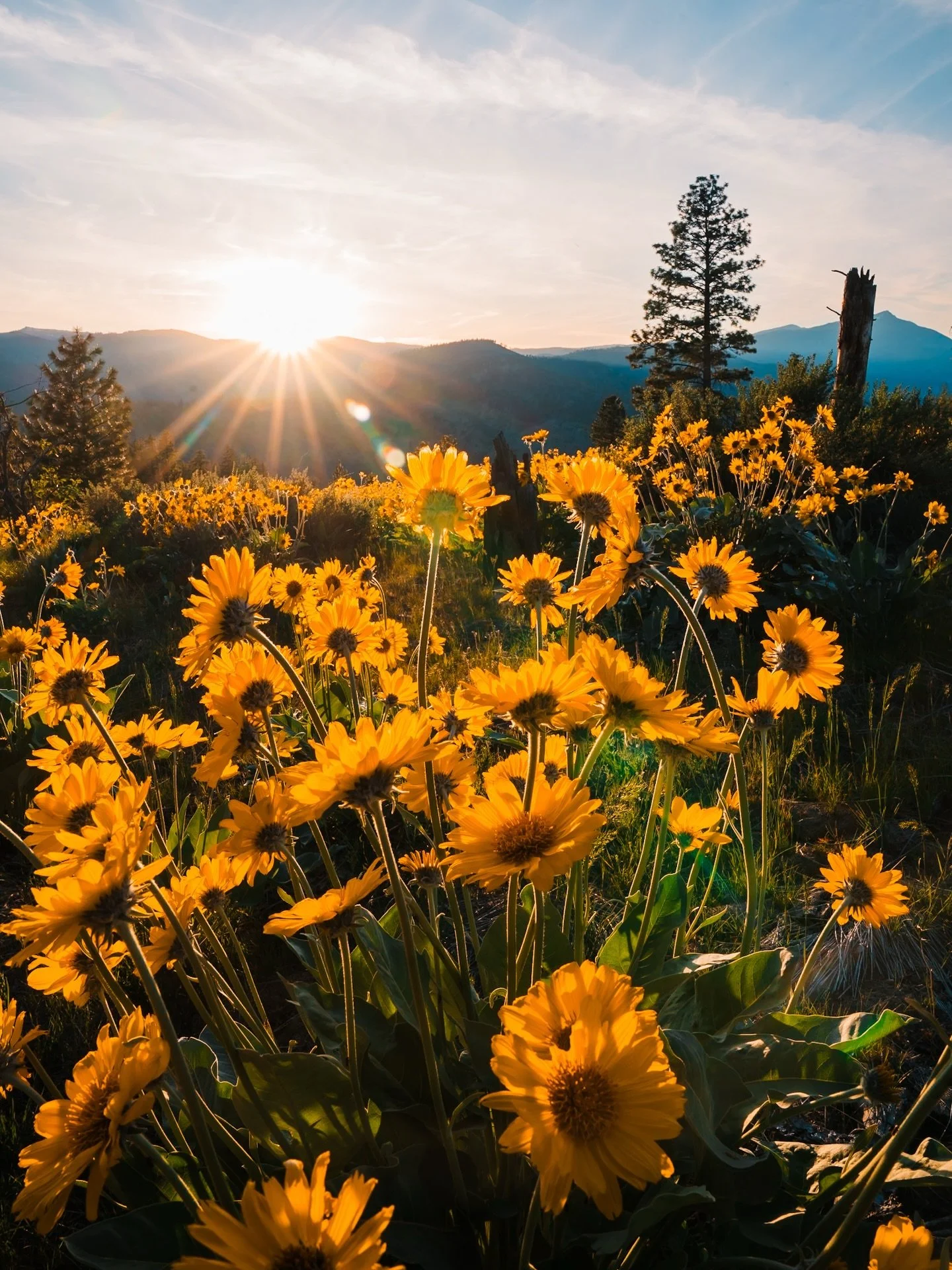 It&rsquo;s wildflower season in Washington 🌼

Growing up in Washington, I always loved seeing wildflowers but didn&rsquo;t chase them like I do larches in the fall, until last spring. 

🪻Now I&rsquo;m obsessed with planning wildflower hikes in Leav