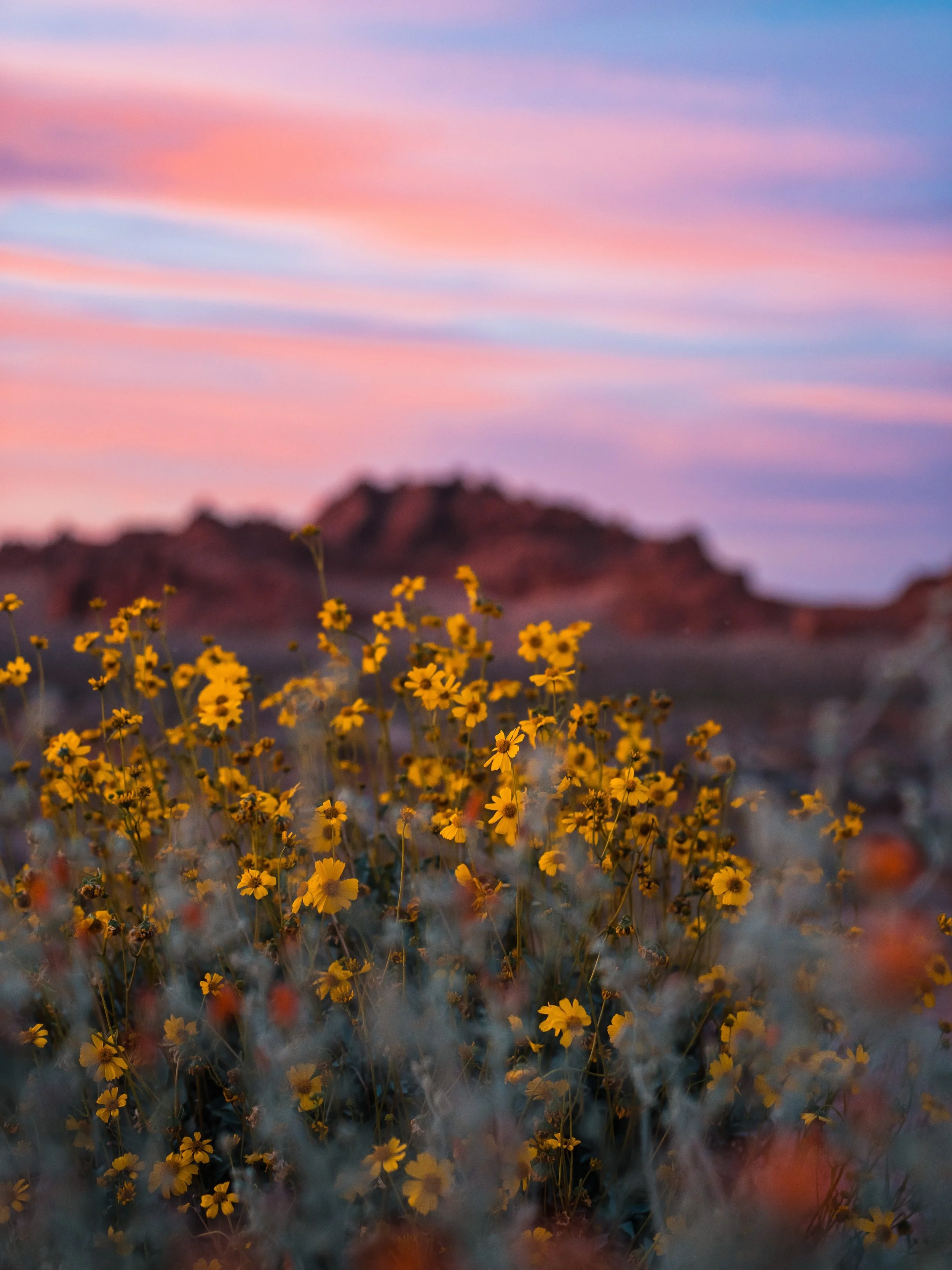 Visiting Valley of Fire in the spring ⤵️

🏜️ When you visit Las Vegas, this state park is always worth a visit!

✨ SEND this to the person you want to road trip here with!

🌼 We&rsquo;ve been to Valley of Fire multiple times now and in all differen