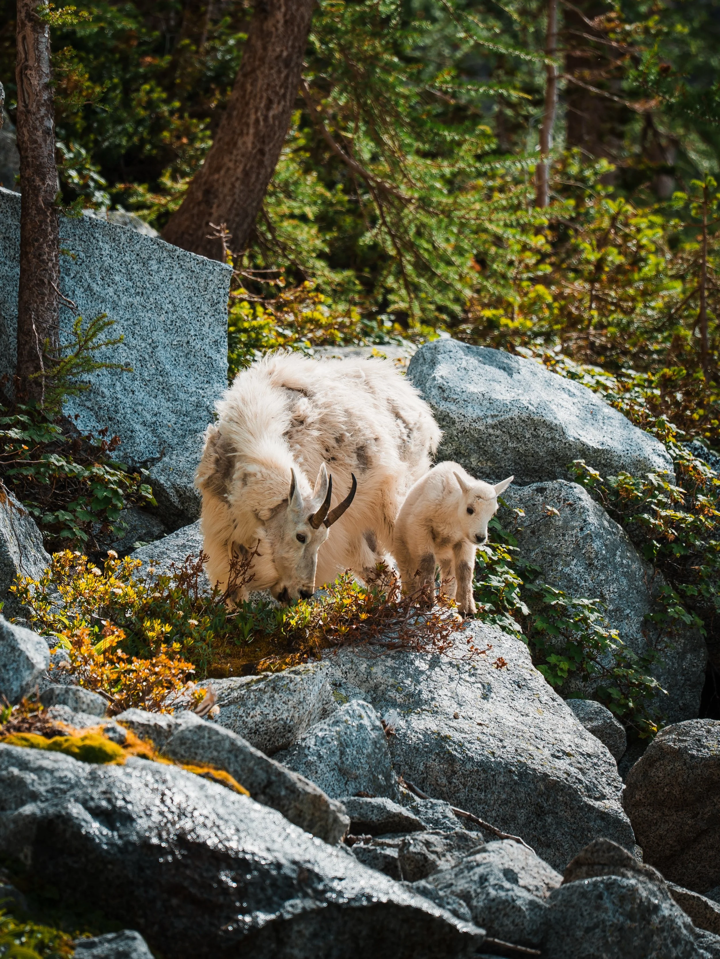These goats say it&rsquo;s uncool to light fireworks and have campfires this weekend 🎇

⛺️ You can have so much fun camping without a campfire. We never have them and still have a blast. 

Let&rsquo;s not do anything to start any additional fires ri
