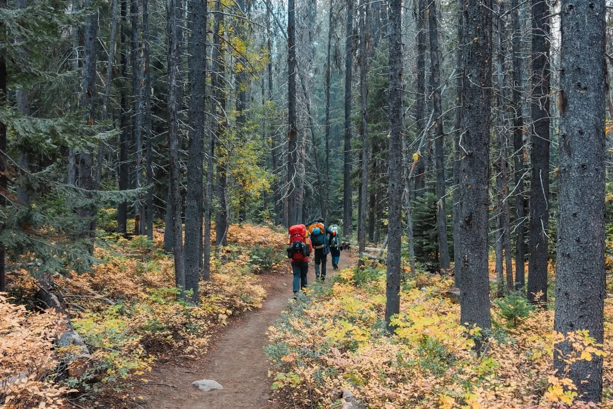 Hikers on a forested trail with fall colors in the bushes near the ground, hiking on the Stuart Lake trail towards Colchuck Lake