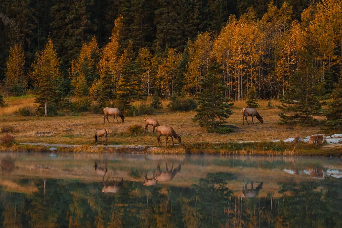 Herd of elk grazing in Canmore Canada