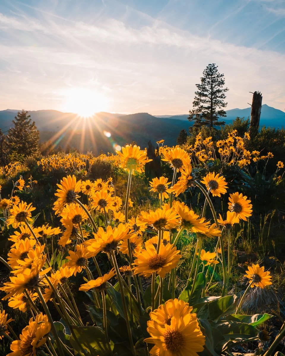  Balsam root flowers in central washington at sunset 