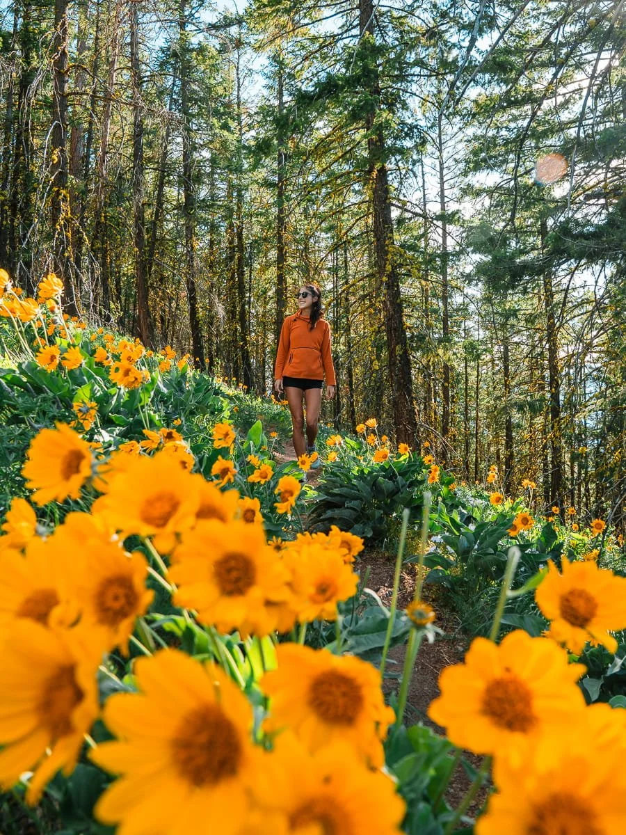  girl walking among balsam root flowers in spring 