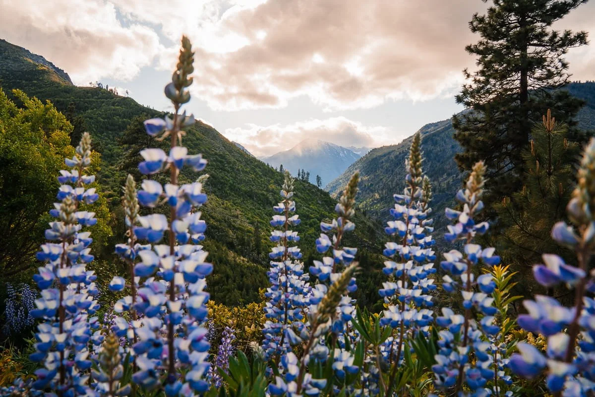 Up close lupine flowers with green hills and pink clouds in the background in leavenworth, washington