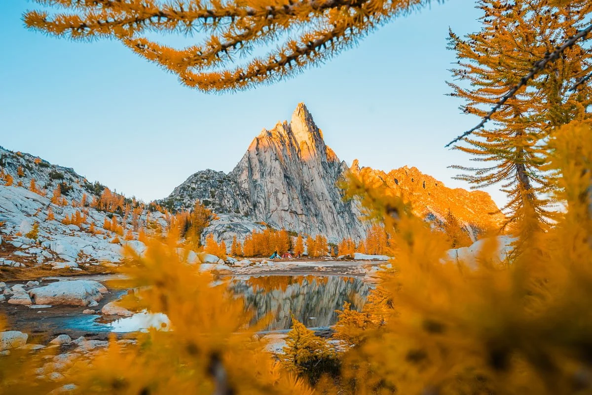 Looking through golden larches at gnome tarn and prusik peak in the core enchantments in the fall