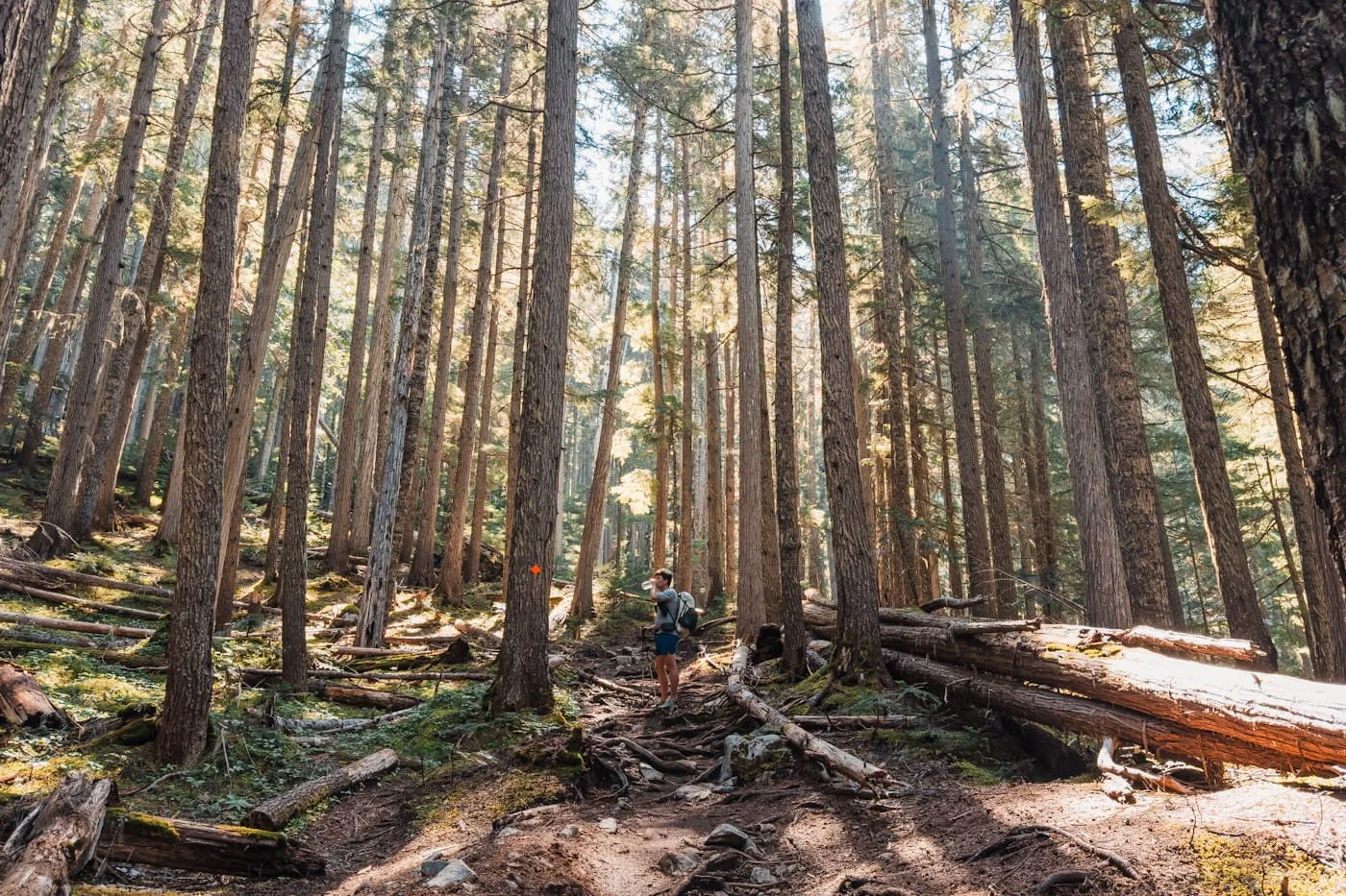 male backpacker standing along a forested and rooted trail along the Wedgemount Lake trail