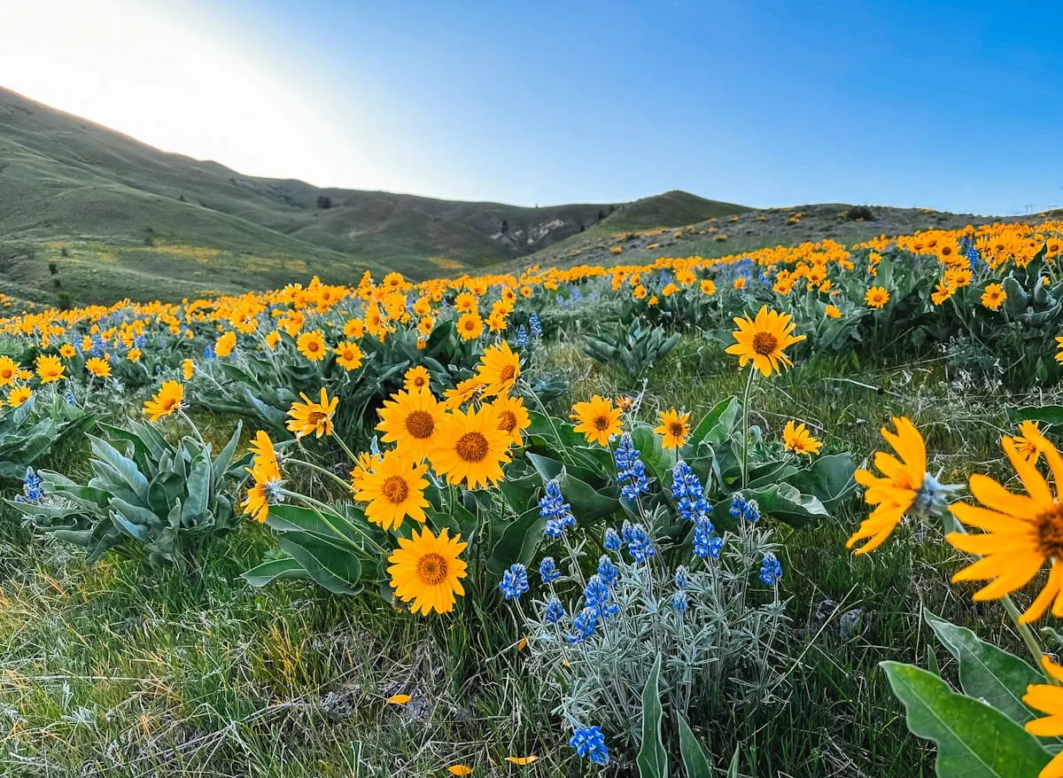 up close shot of balsamroot yellow blooms and lupine on the Sage Hills trail in wenatchee, washington