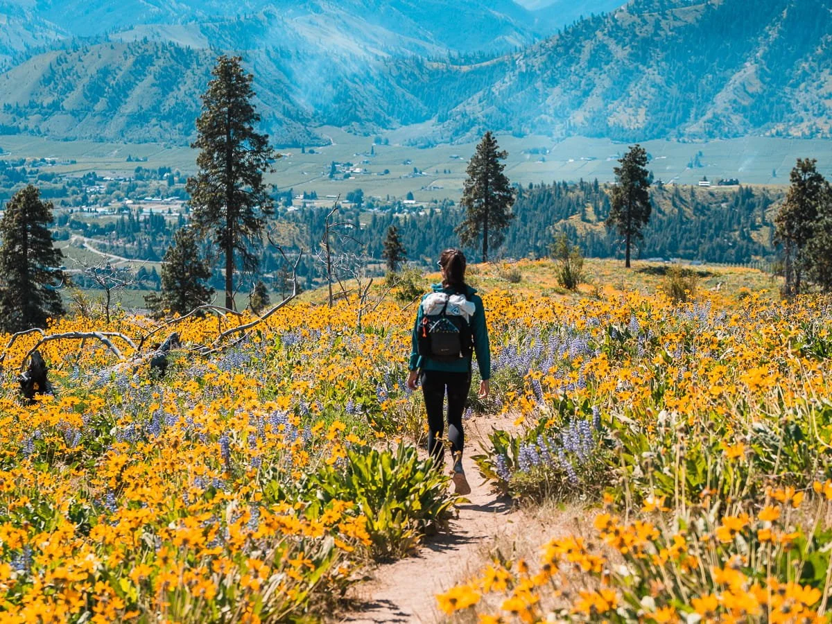 A hiker walking down the Olalla Ridge trail, surrounded by wildflowers