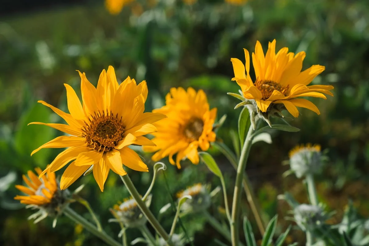 up close shot of yellow balsamroot blooms on olalla ridge