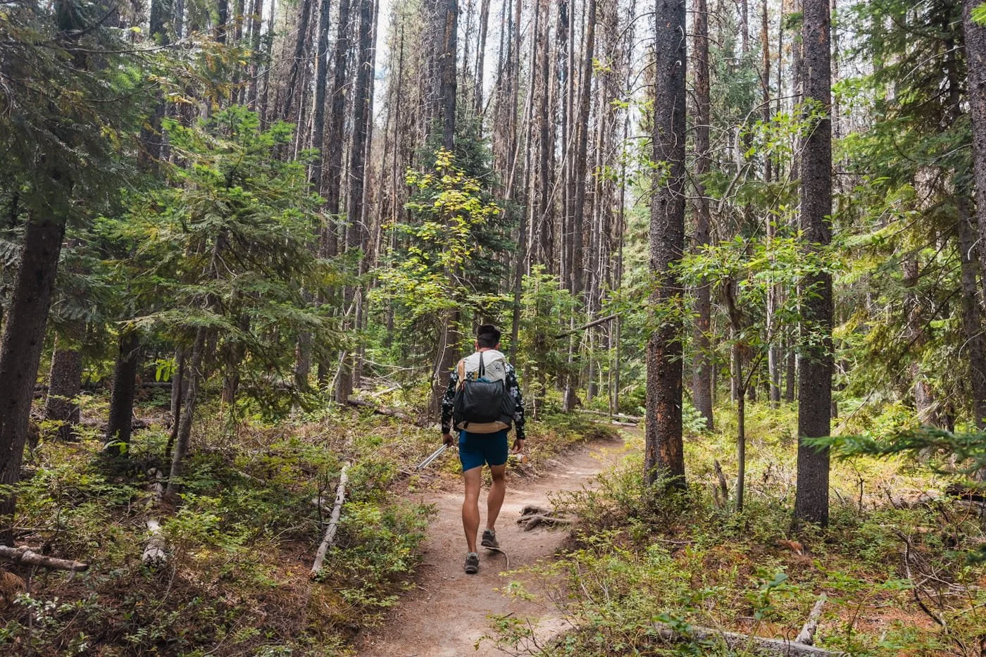 a backpacker walking on a forested trail