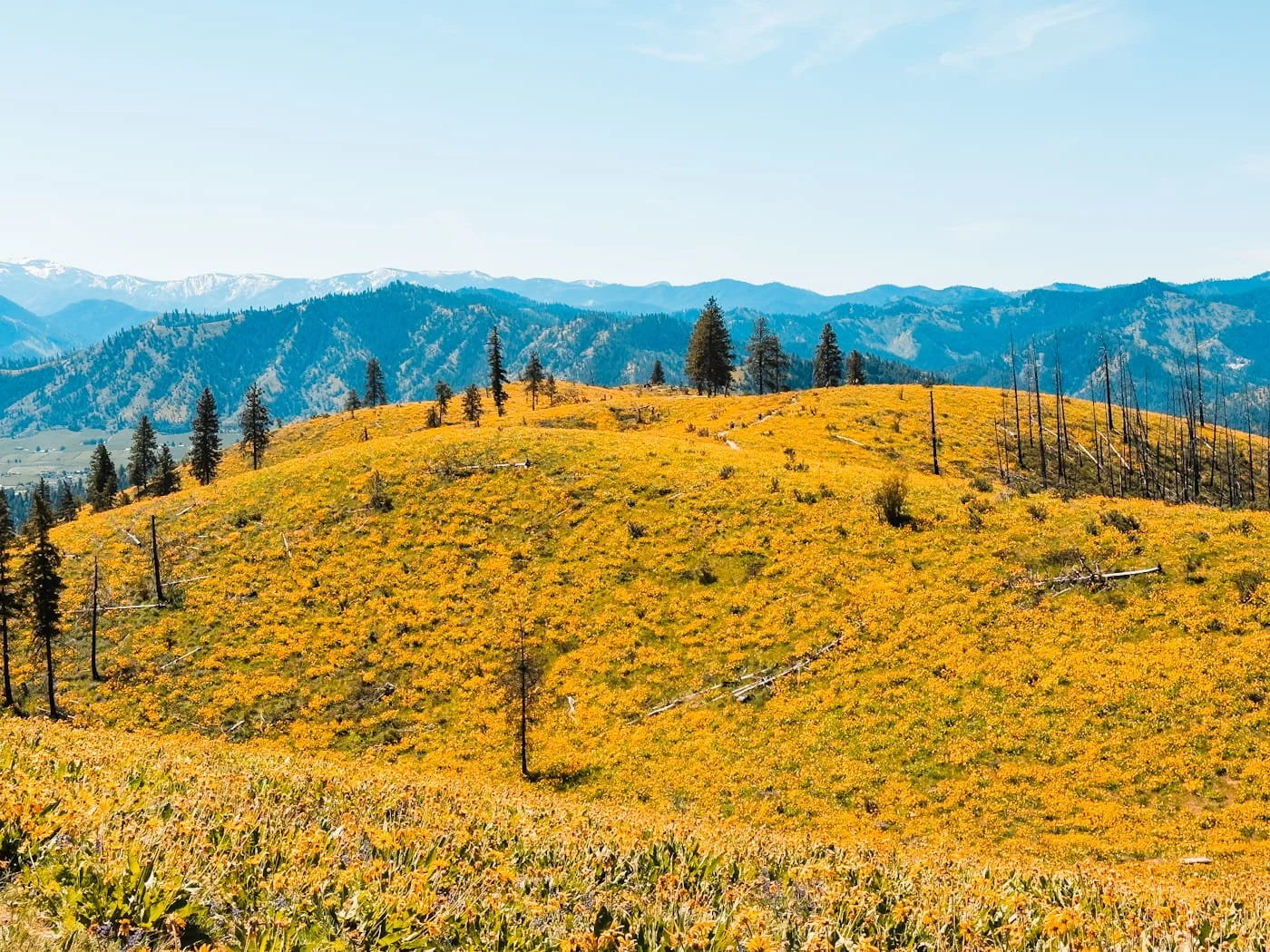 A super bloom of balsamroot flowers along olalla ridge in cashmere, washington