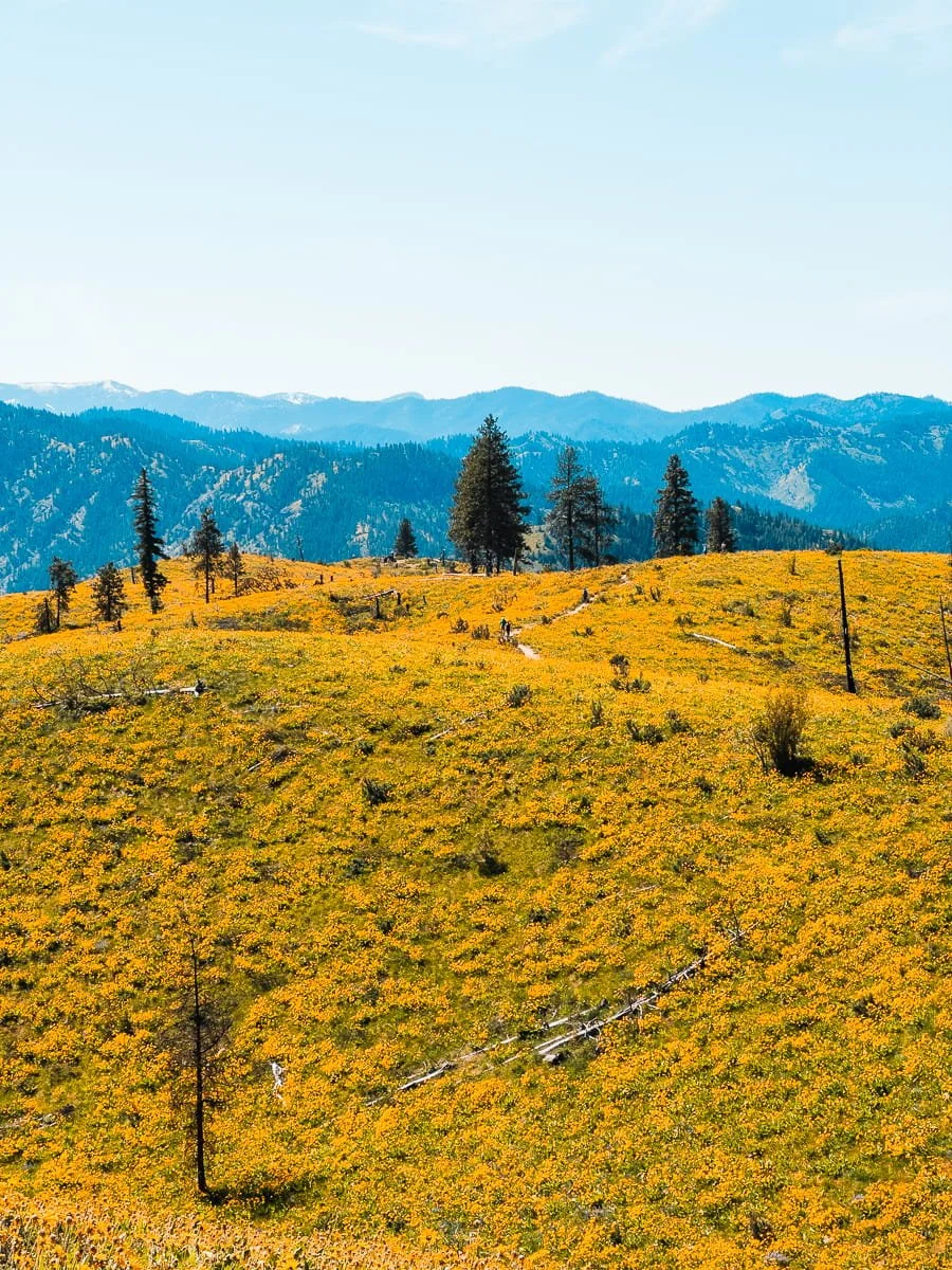  field of balsam root flowers in central washington near wenatchee 