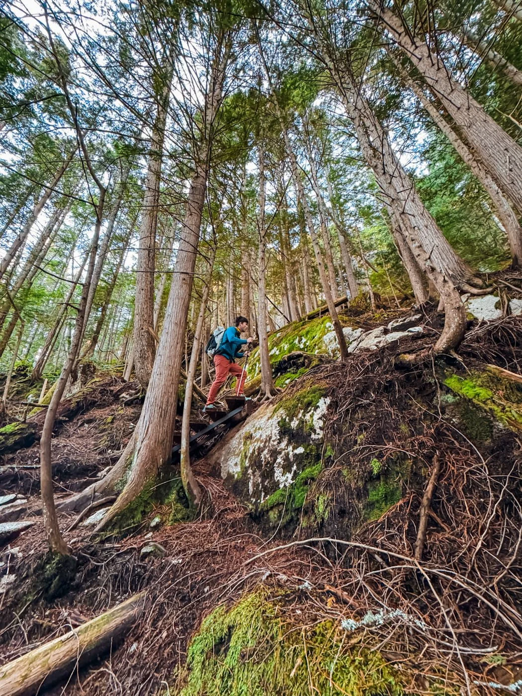 Steep rooted section along the climb trail