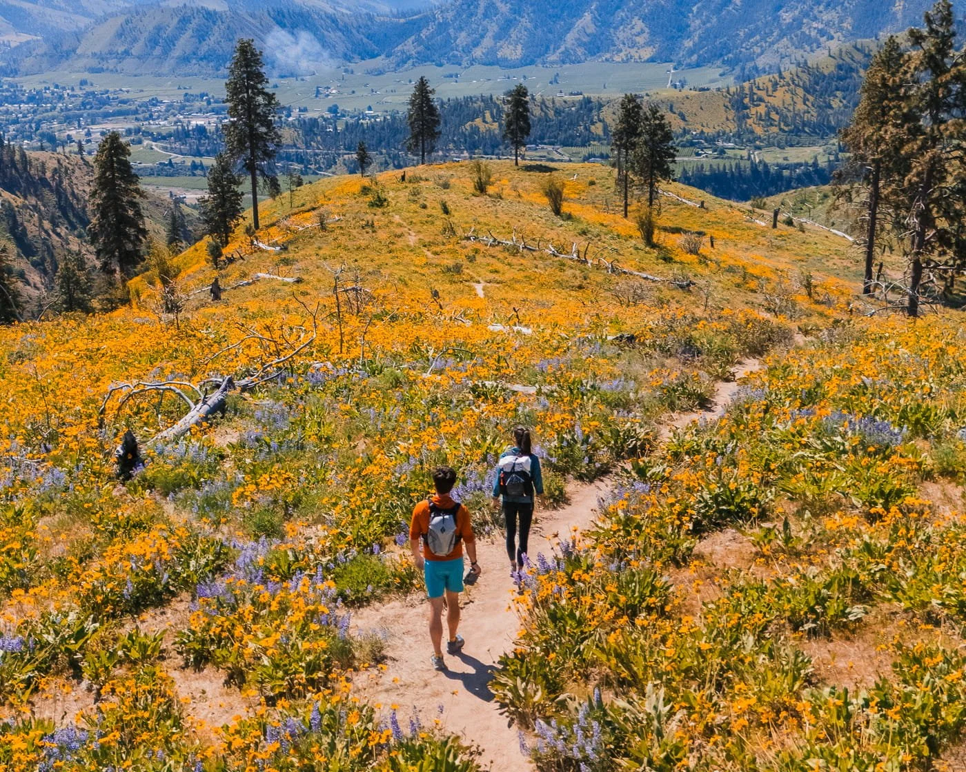 a couple of hikers walking on a dirt trail surrounded by yellow and purple wildflowers, looking down from above on Olalla Ridge