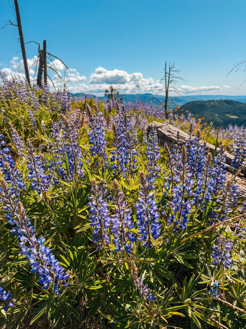 icicle-ridge-lupine.jpg