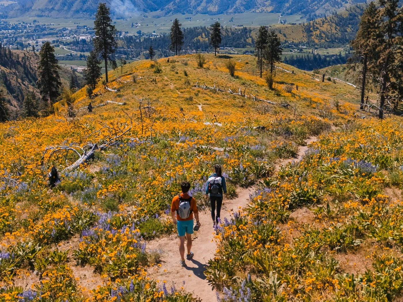 Two hikers on a dirt trail, surrounded by spring wildflowers in central washington
