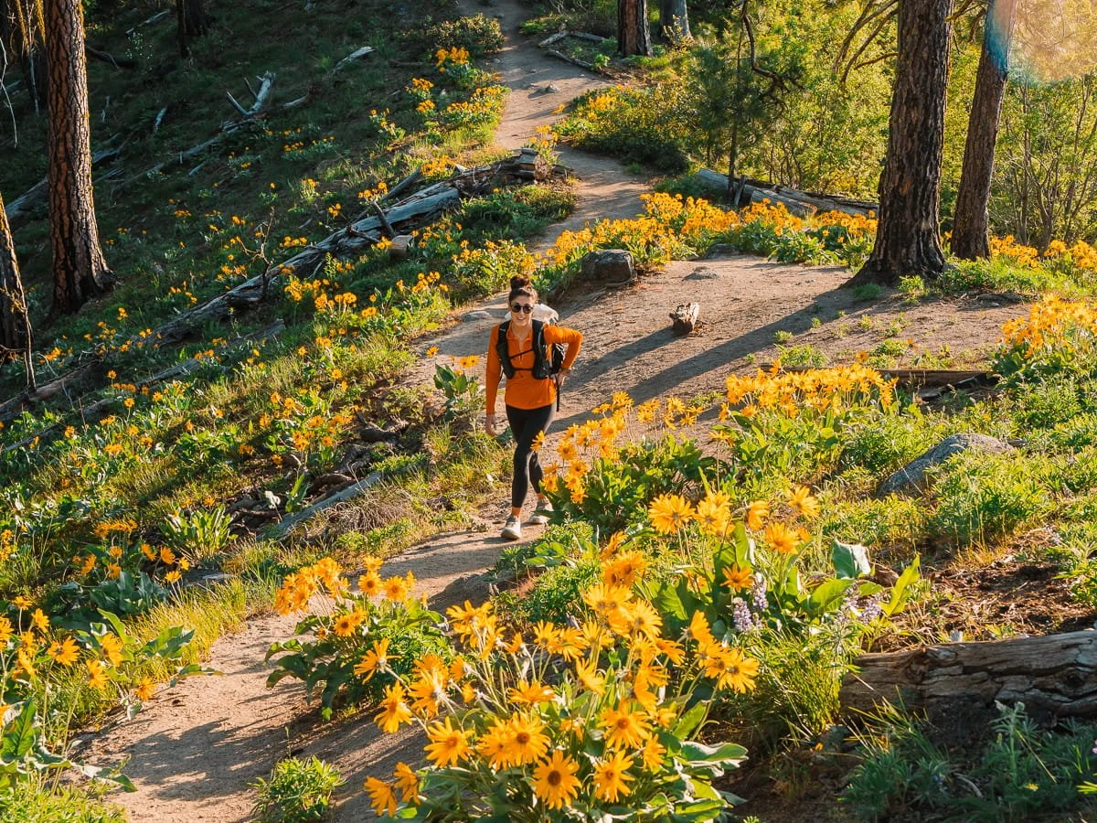 A woman in an orange top, hiking up a trail surrounded by yellow balsamroot flowers