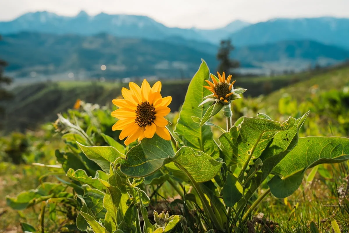 Early, yellow balsamroot flowers blooming on the olalla ridge in cashmere, washington