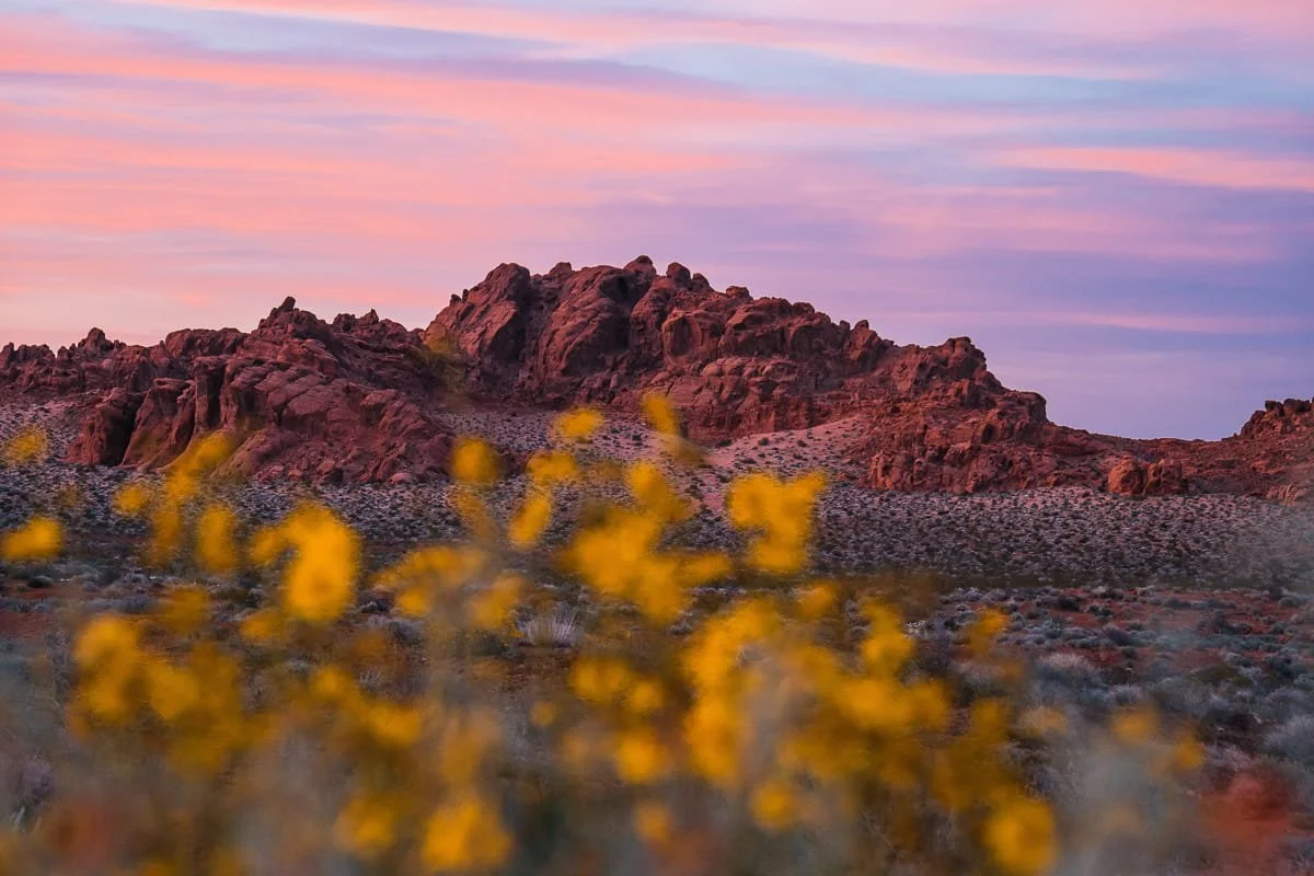 Blurred out yellow flowers in the foreground, with red rocks and sunset pink in the sky