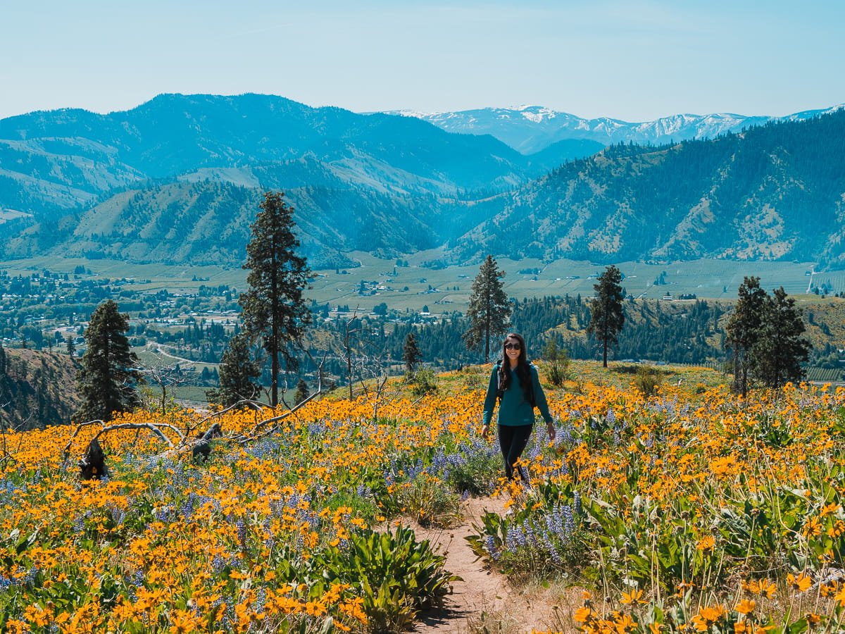 Hiking through wildflower fields with yellow balsamroot and purple lupine flowers and a few pine trees and hills in the background
