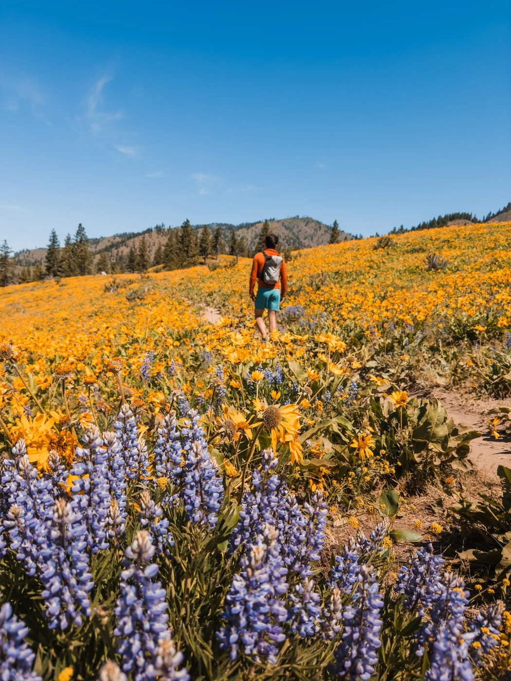 olalla-wildflowers-hiker.jpg