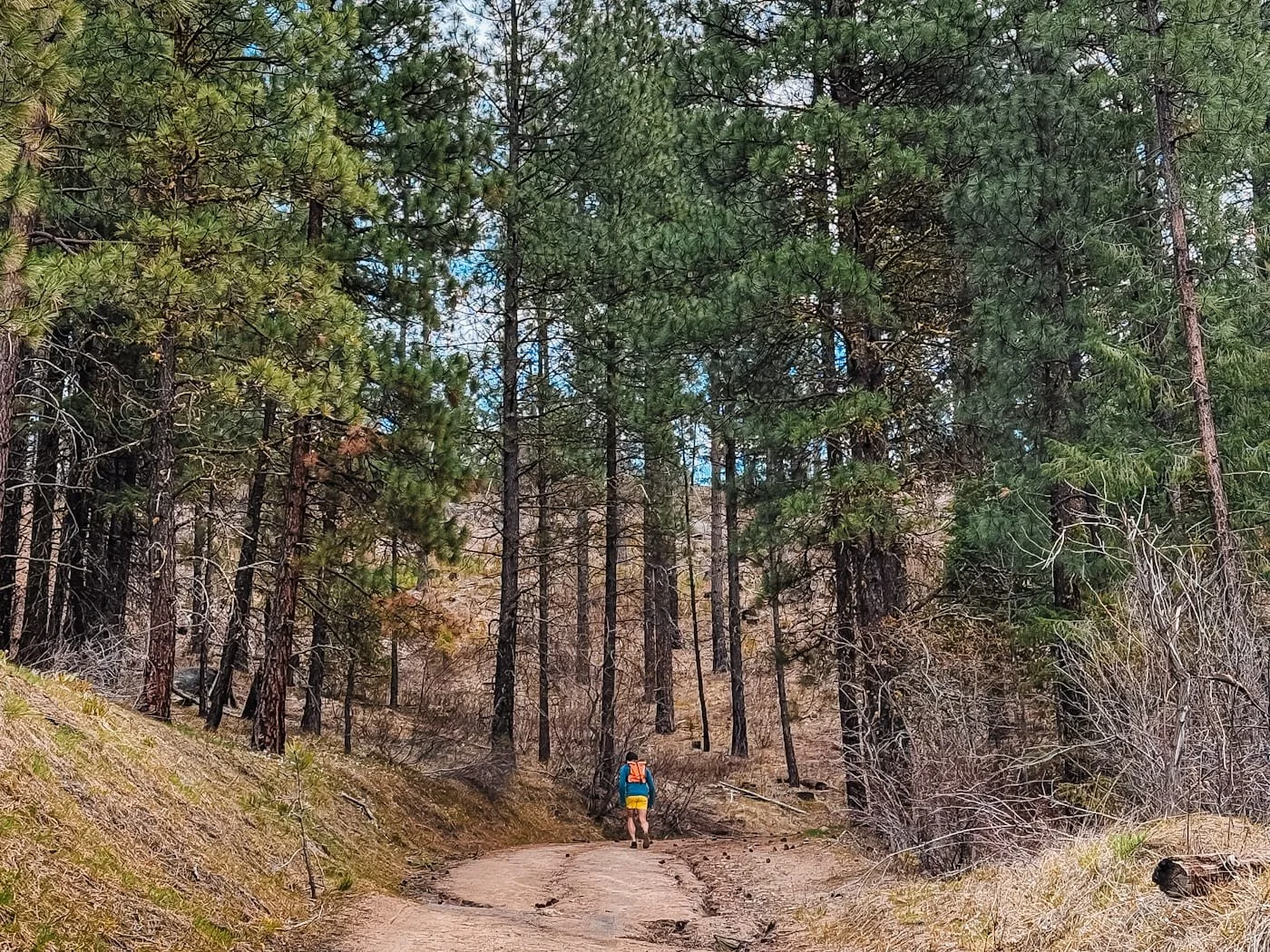 hiker going up beginning of canyon crest trail along a forest road