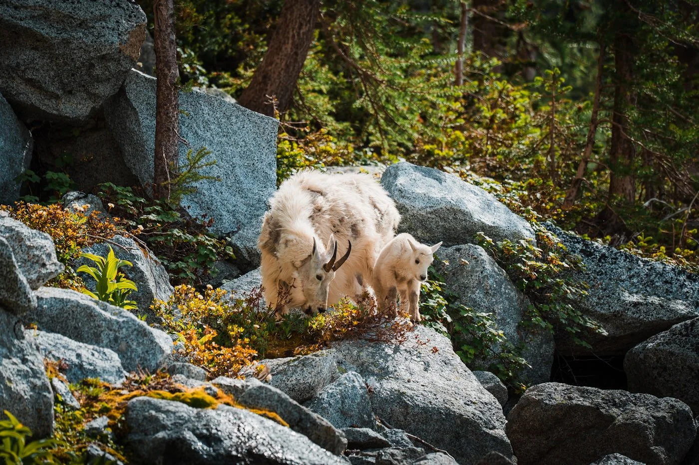 a mom and baby mountain goat in the middle of Aasgard Pass