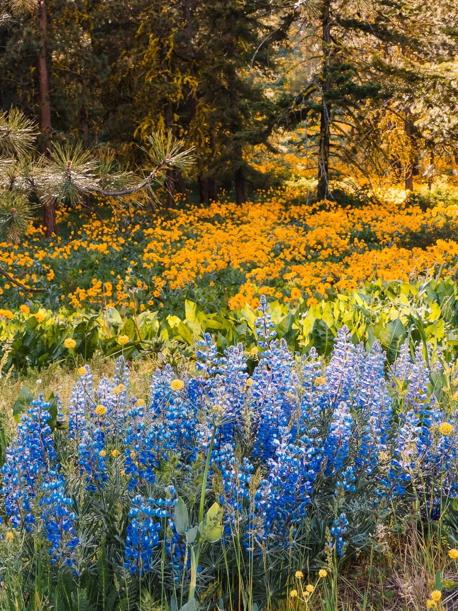  forest meadow of balsam root and lupine flowers 