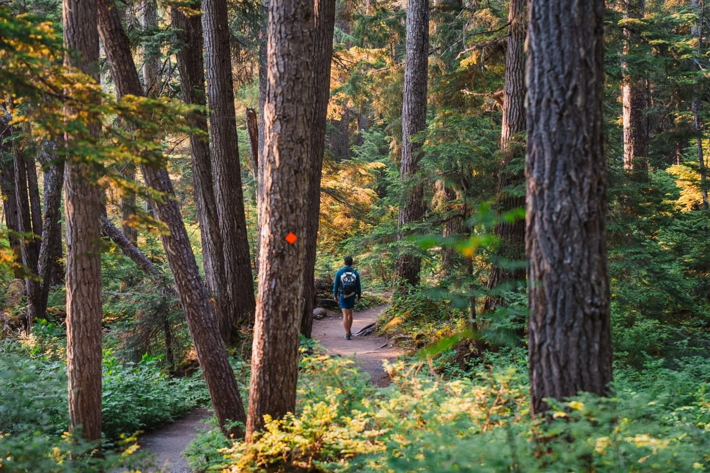 A hiker on Joffre Lakes forested trail, looking through the trees