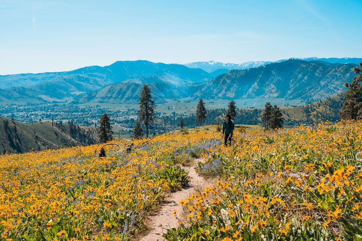 olalla-wildflowers-with-hiker.jpg