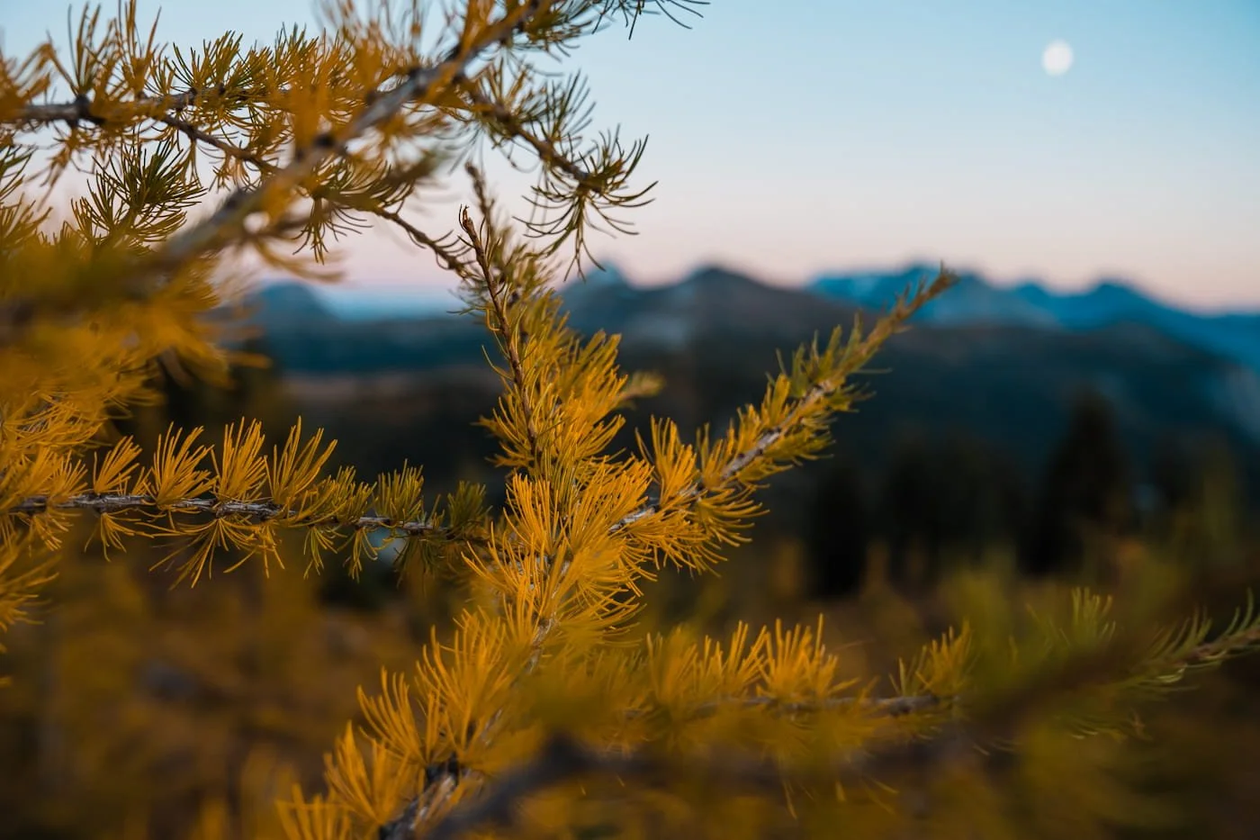 close up image of golden alpine larch needles