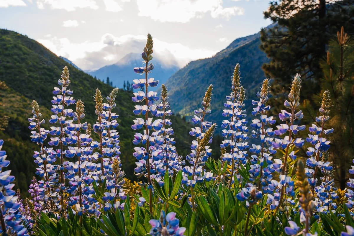 Purple lupine flowers with mountains and hills in the background in Leavenworth, Washington