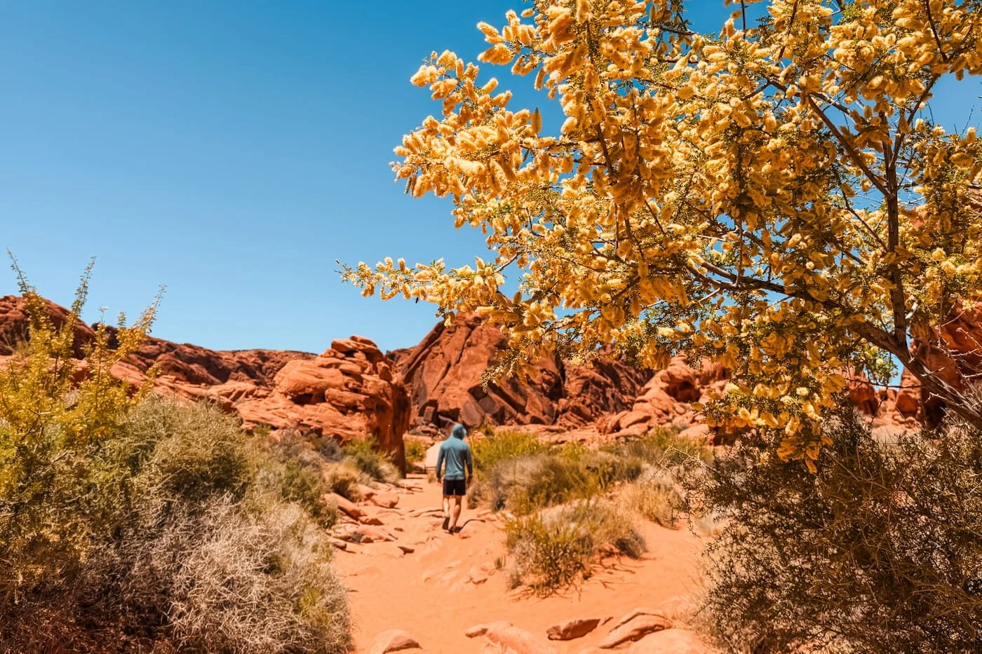 a hiker on a very sandy trail through the desert with yellow flowers on a tree