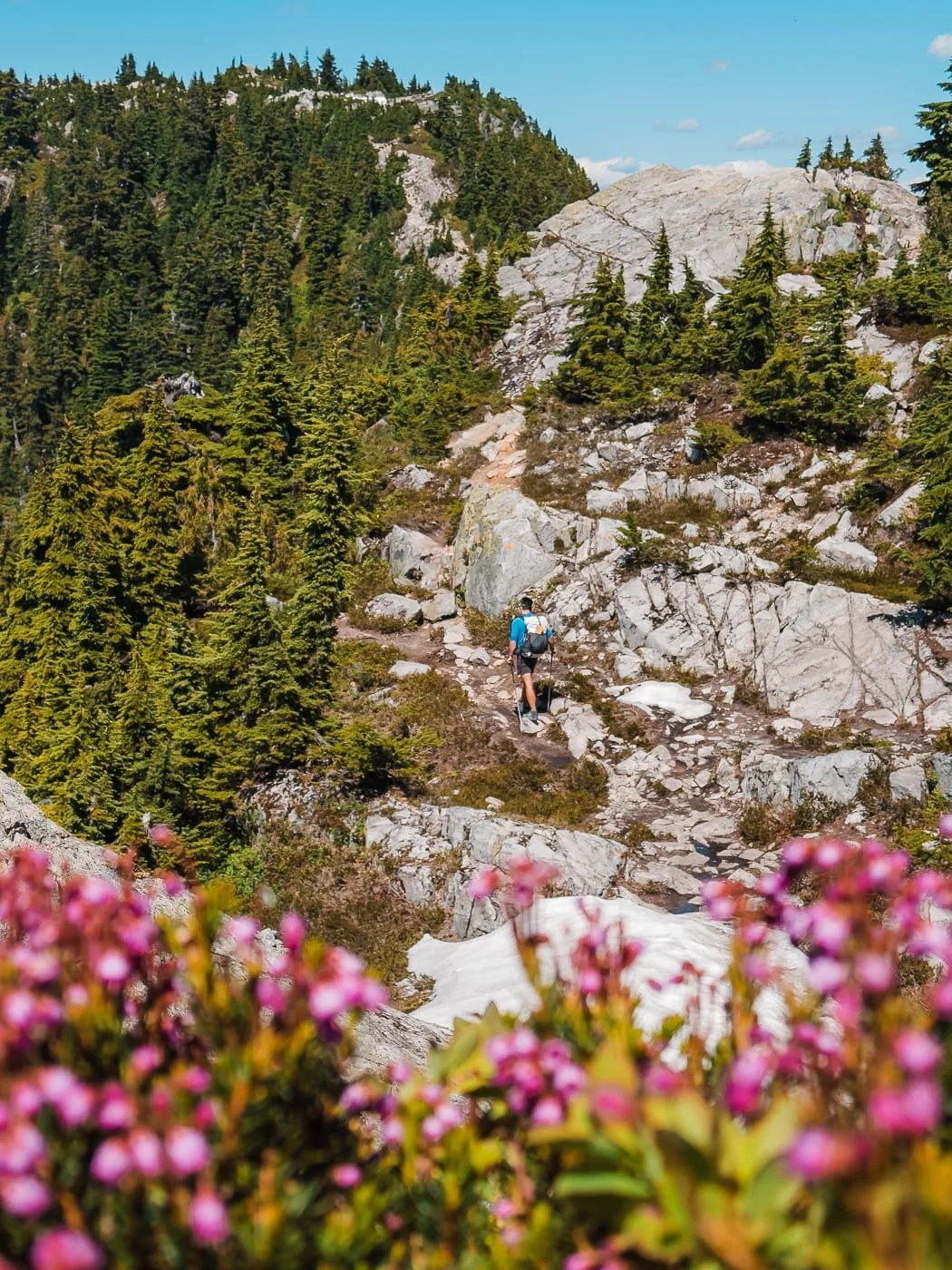 wildflower blooms along the Howe Sound Crest Trail