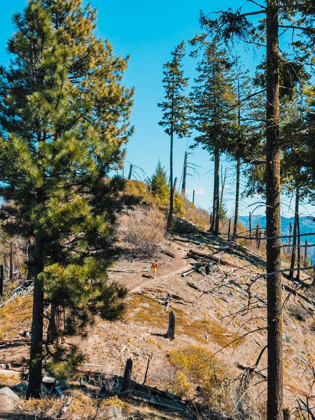 icicle-ridge-trail-lookout.jpg