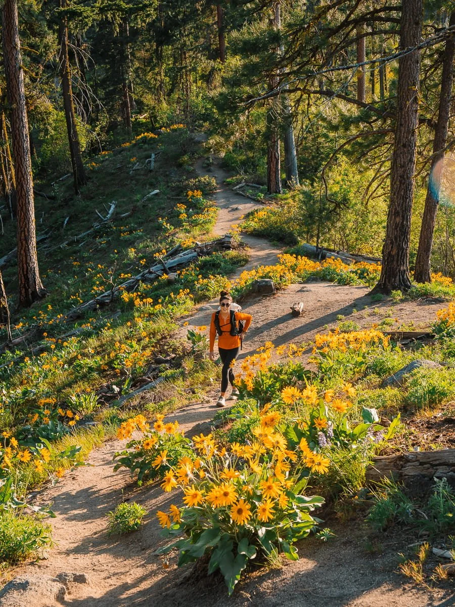  girl hiking near balsam root flowers in spring time 