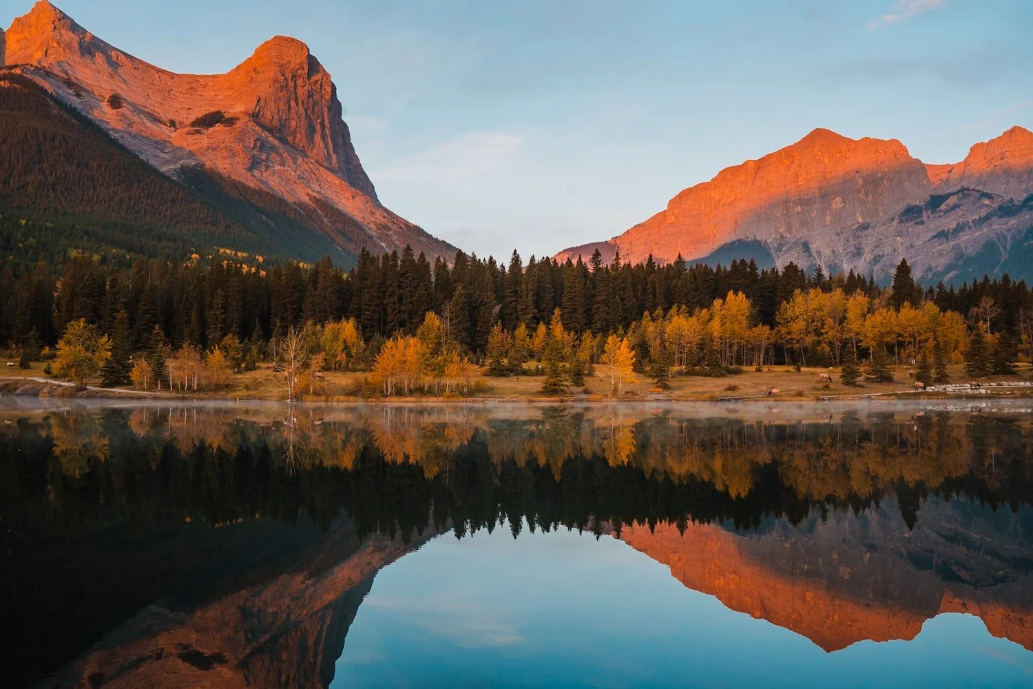 a reflective lake with fall colors on trees, elk, and mountains in the background at sunrise in downtown Canmore, Alberta