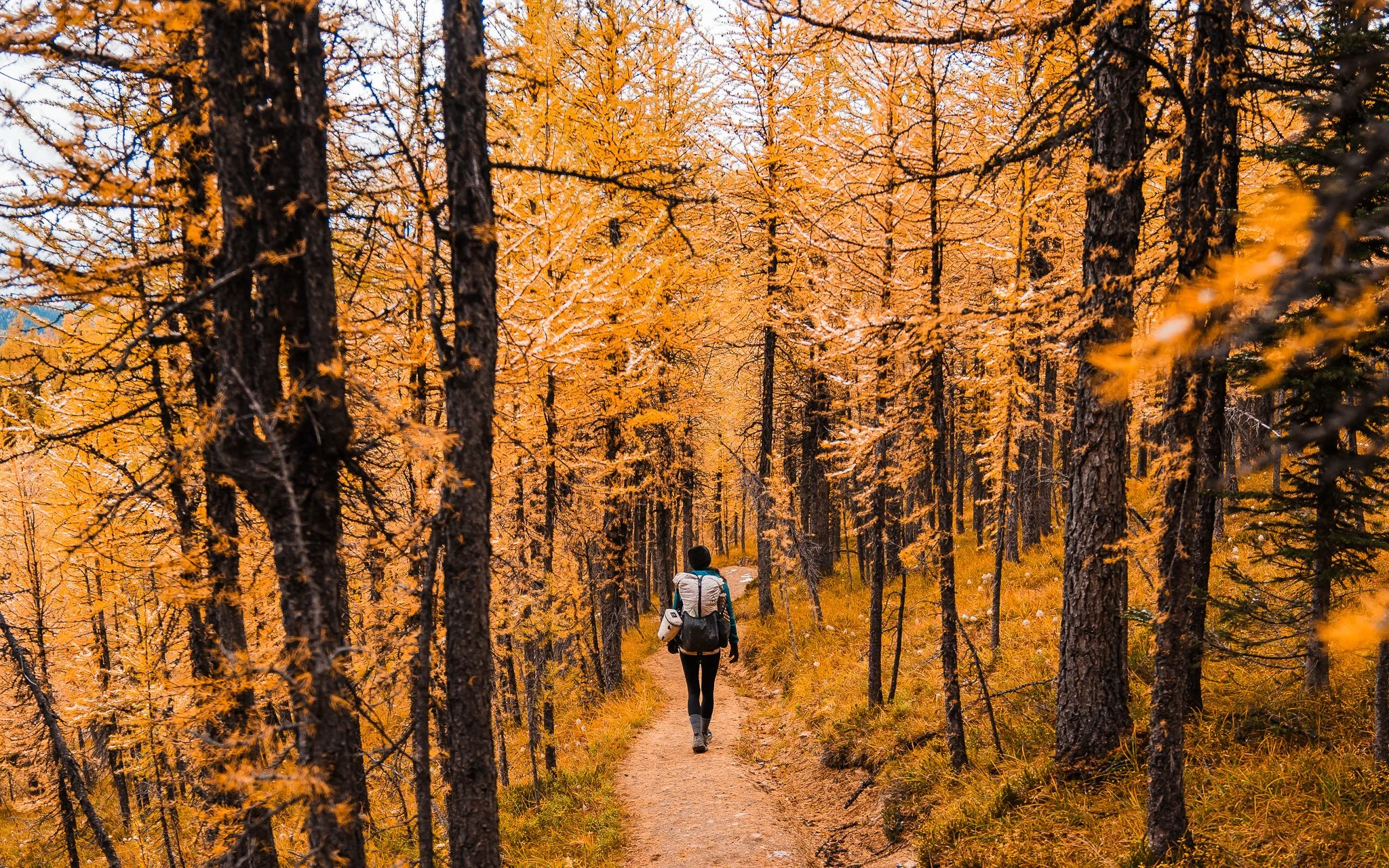 hiking through a forest of golden larches in mount assiniboine provincial park
