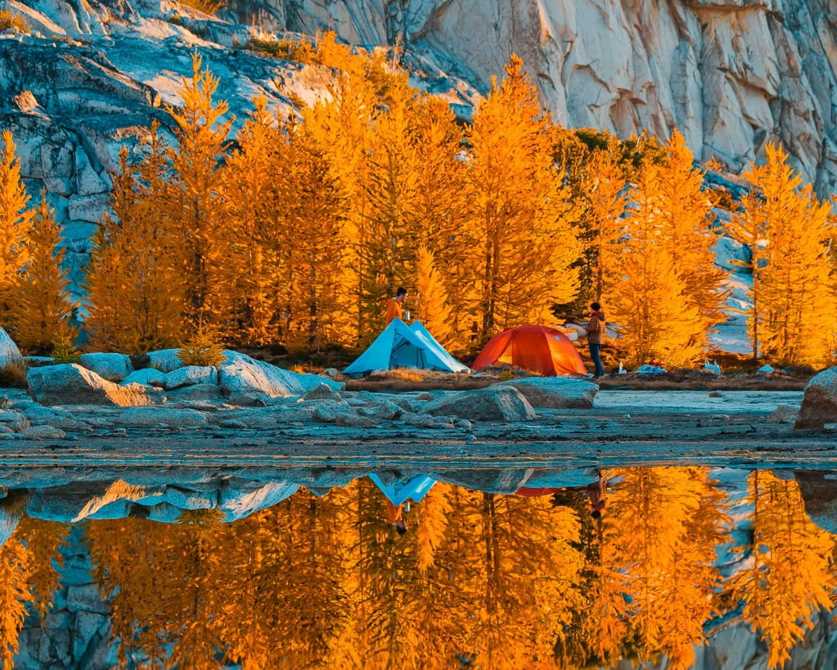 A blue and a red tent on the shore of a reflective tarn, with golden larch trees in the background