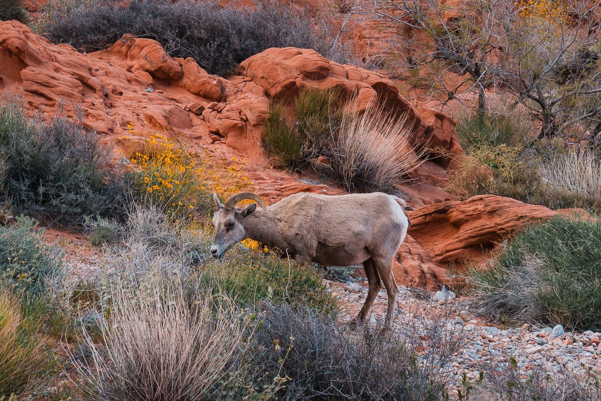 a big horned sheep eating bushes in the desert