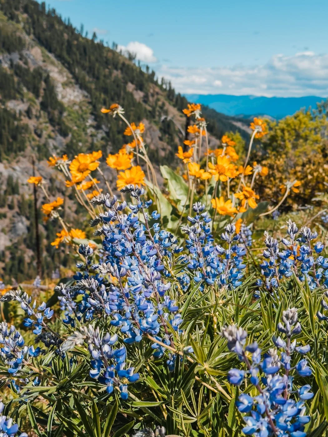 icicle-ridge-wildflowers-top.jpg