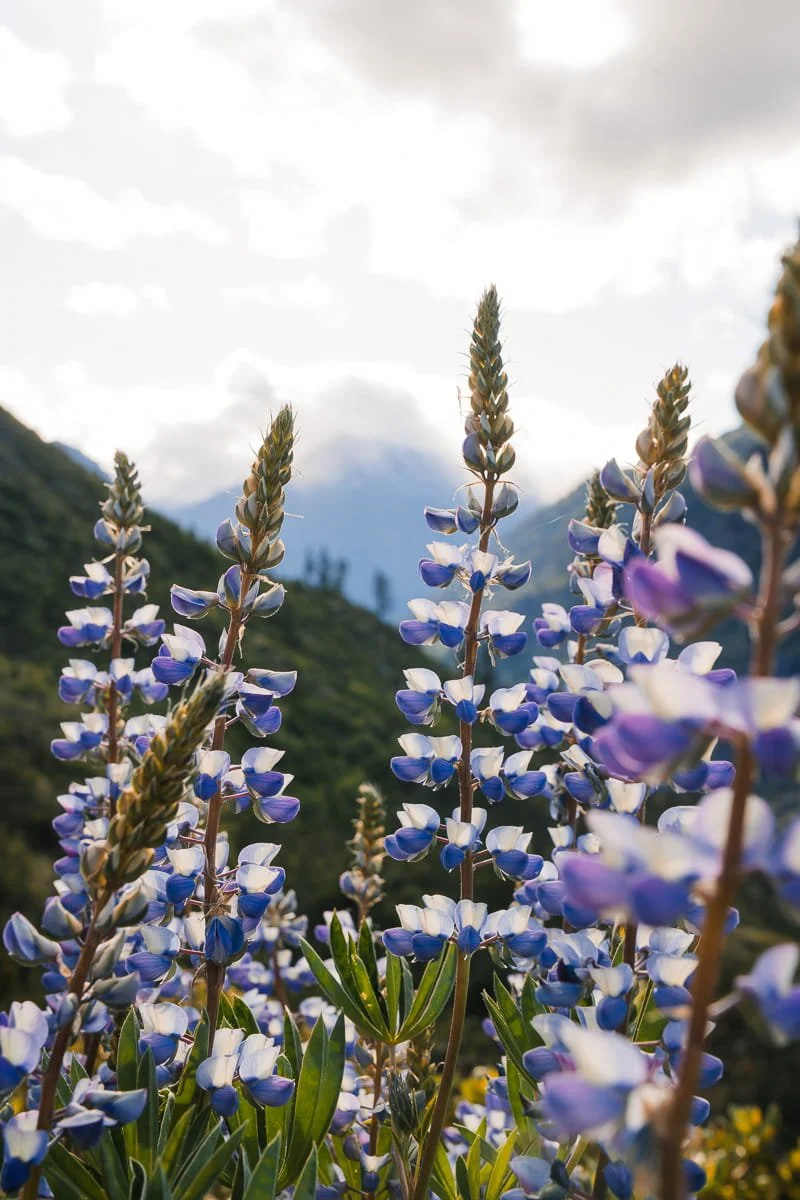  Lupine flowers in central washington 