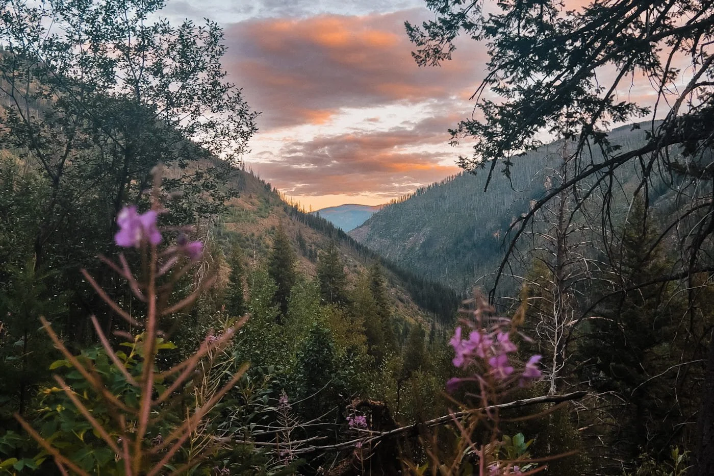 fireweed flowers and hills with trees on them with pink clouds at sunset