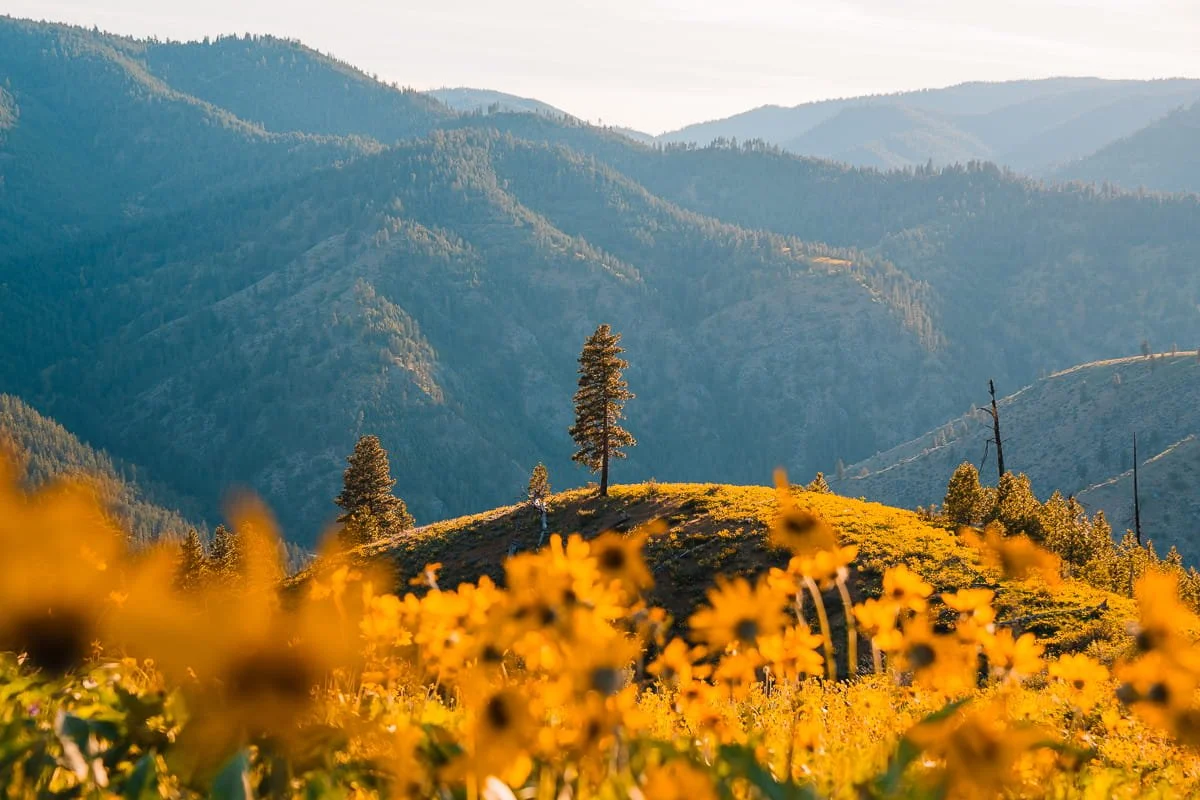 A ponderosa pine tree on a hill with yellow balsamroot flowers in the foreground and forested hills in the background