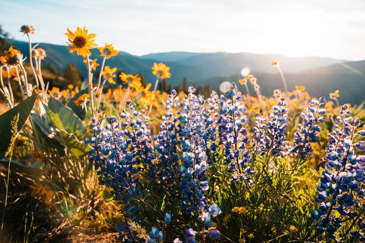 an up close shot of yellow balsamroot and purple lupine blooms on olalla ridge