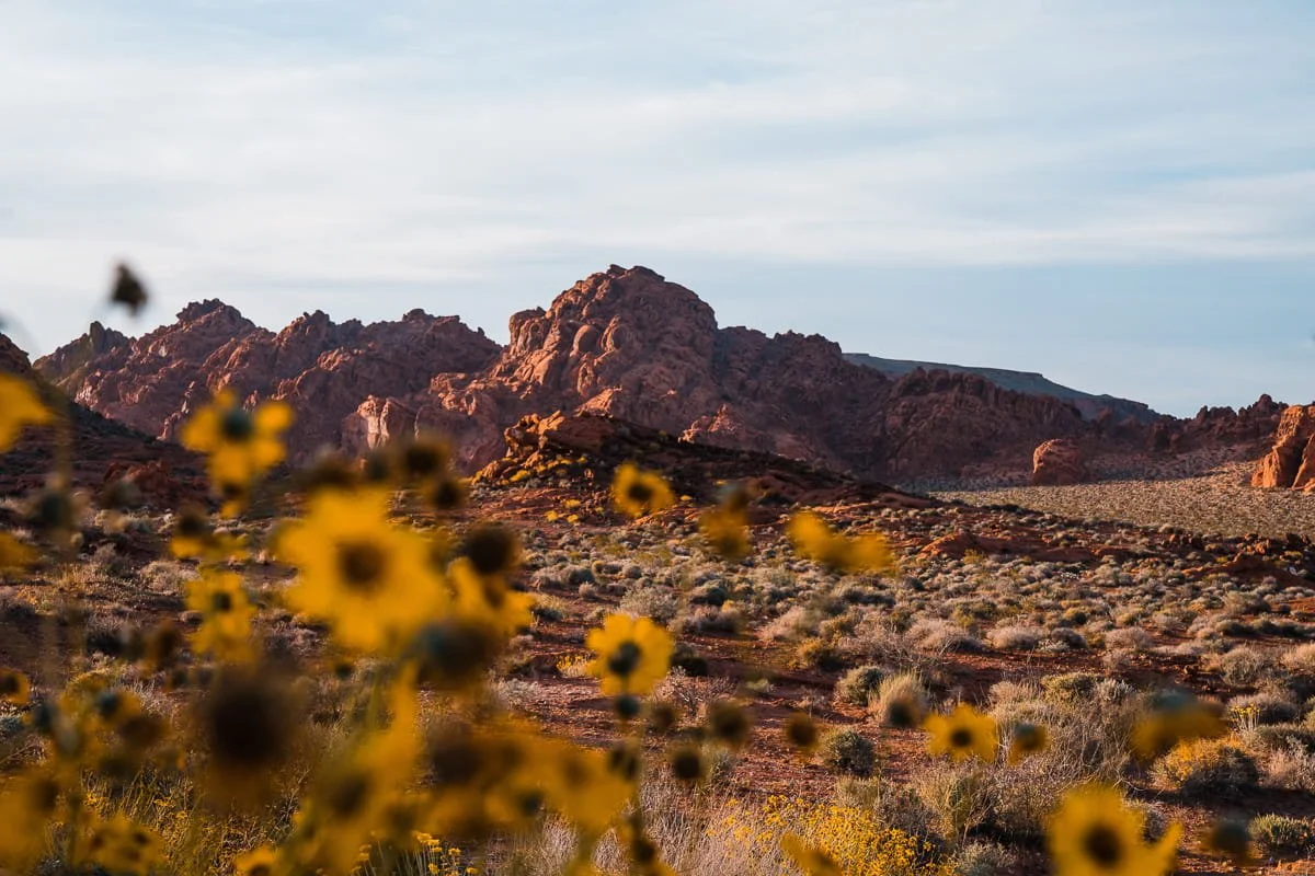 yellow flowers in the foreground and big formations of red rocks in the background