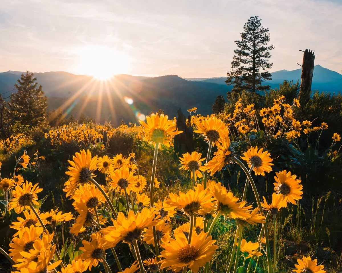 golden yellow balsamroot flowers in full bloom at sunset with a sun star on the mountains